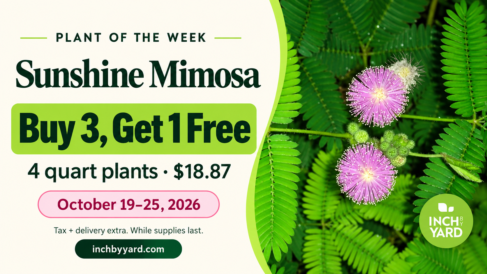 Plant of the Week: Sunshine Mimosa. Buy 3, Get 1 Free. Four quart plants for $18.87, October 19–25.