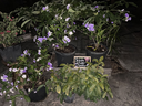 IMG_3636.webp
