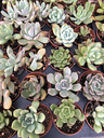 IMG_8907.webp