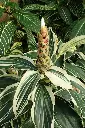 Costus_arabicus_'Variegatus'_kz01.webp