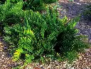 coontie_plant.webp