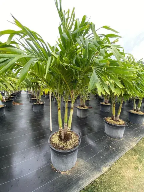 christmas-palm-adonidia-palm-triple-adonidia-merrilli-plantology-usa-2-3-feet-395605.webp