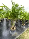 christmas-palm-adonidia-palm-triple-adonidia-merrilli-plantology-usa-2-3-feet-395605.webp