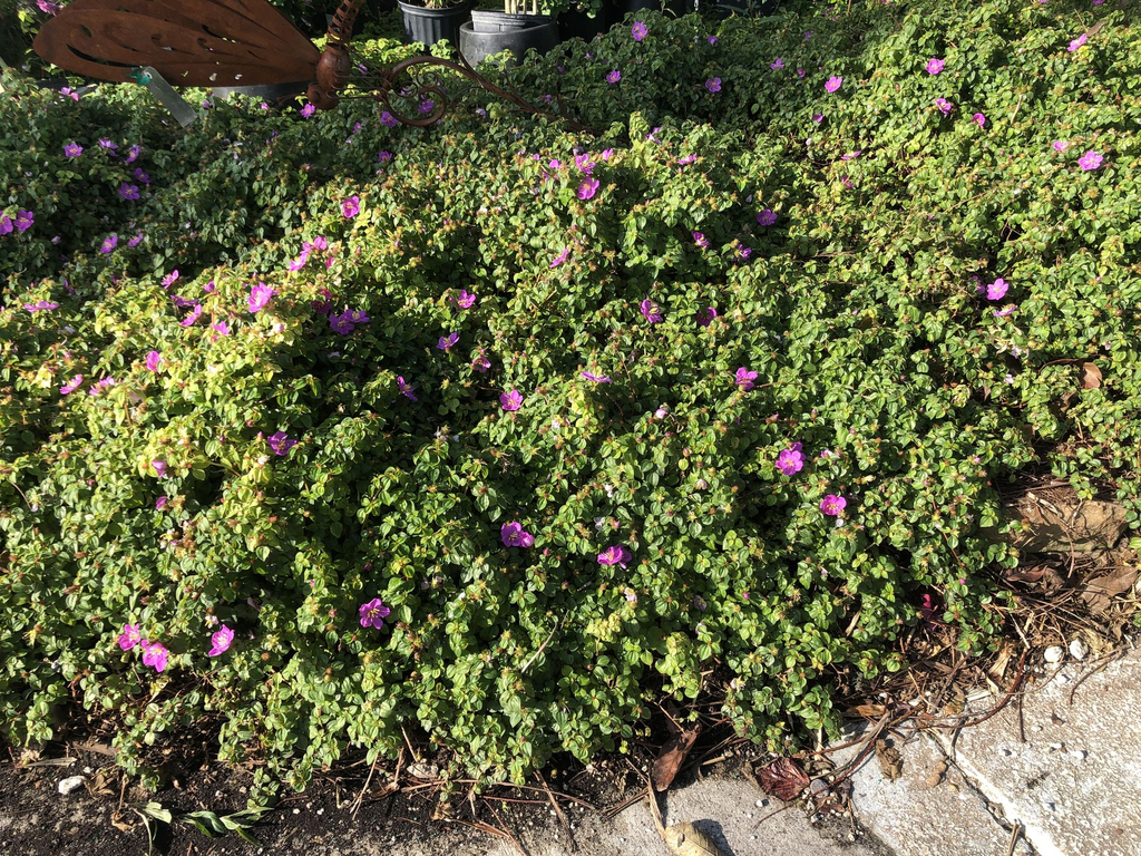 IMG_1018.webp