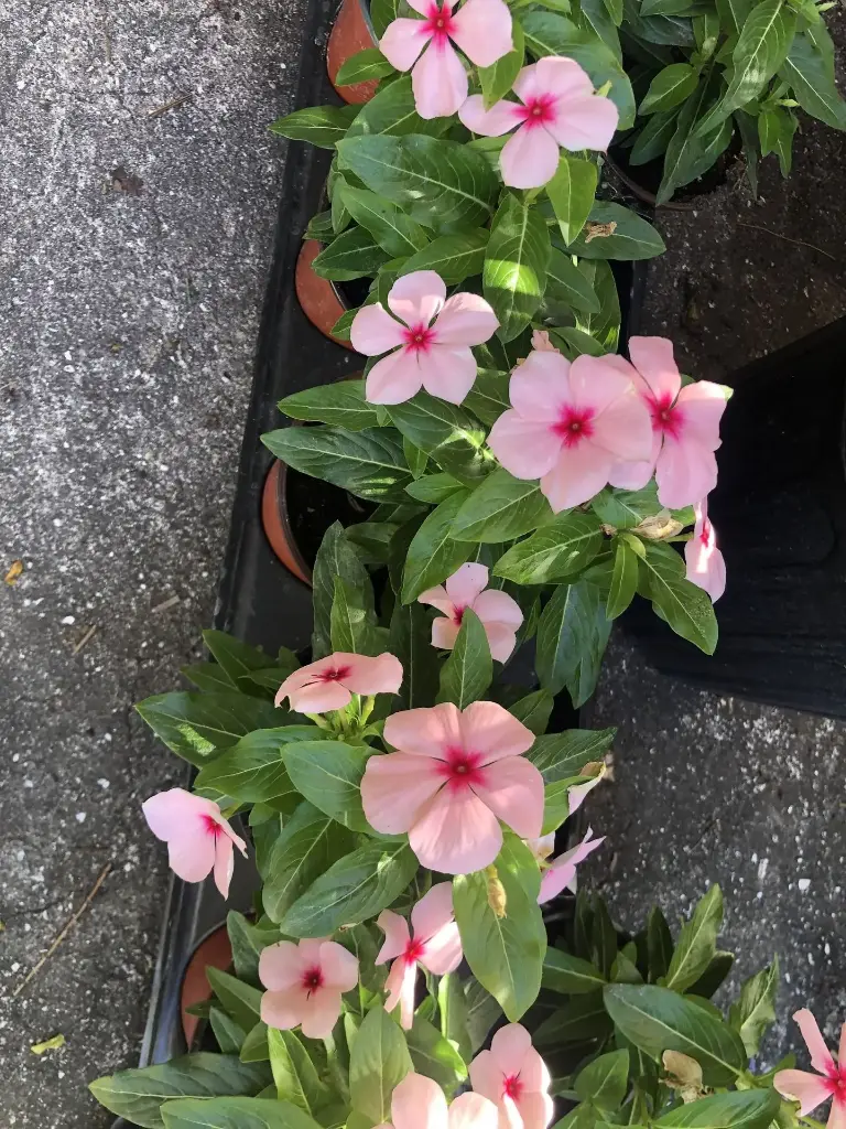 Blog Post 'Why Vinca Beats Impatiens Hands Down Every Time' cover image.webp