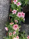 Blog Post 'Why Vinca Beats Impatiens Hands Down Every Time' cover image.webp
