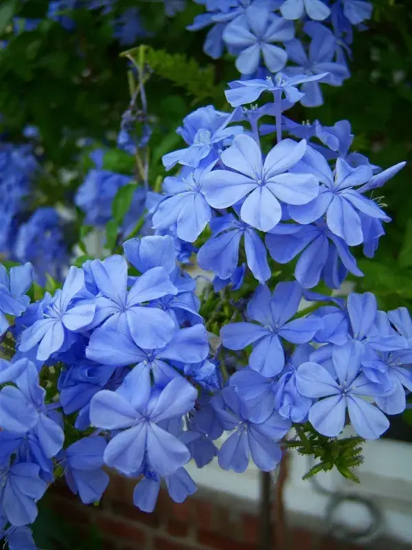 Plumbago auriculata Imperial Blue.webp