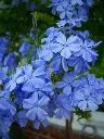 Plumbago auriculata Imperial Blue.webp