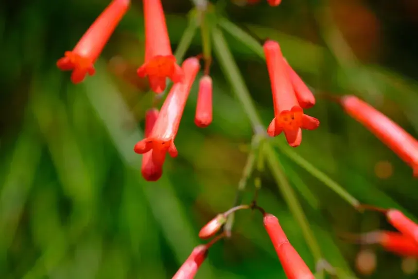 firecrackerbush2-1024x683.webp