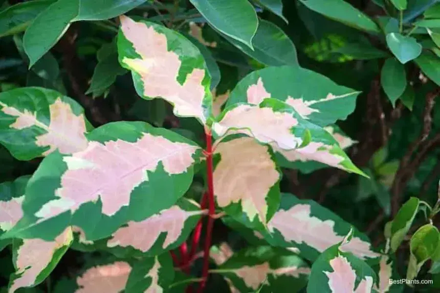lhf-54537-graptophyllum-pictum-t1-min-1024x683.webp