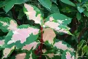 lhf-54537-graptophyllum-pictum-t1-min-1024x683.webp