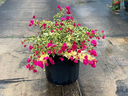 Bougainvillea 'Raspberry Ice' 