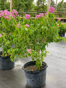 Bougainvillea arborea, Tree Bougainvillea