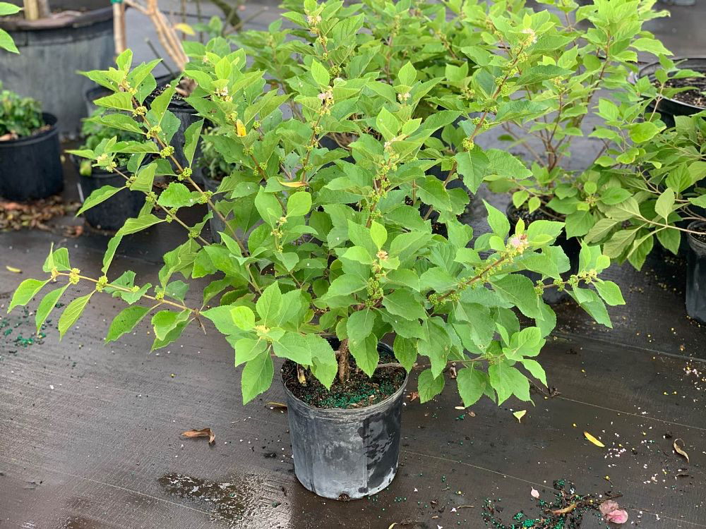 American Beautyberry (Callicarpa americana)