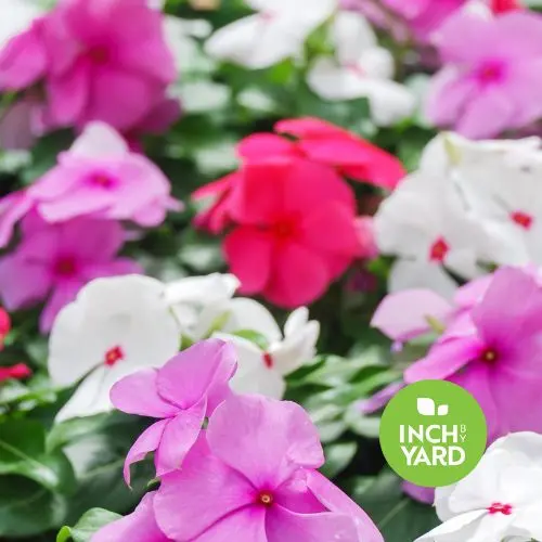 Vinca / Periwinkle (Catharanthus roseus)