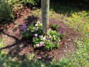 Vinca - Cora Series (Catharanthus roseus)