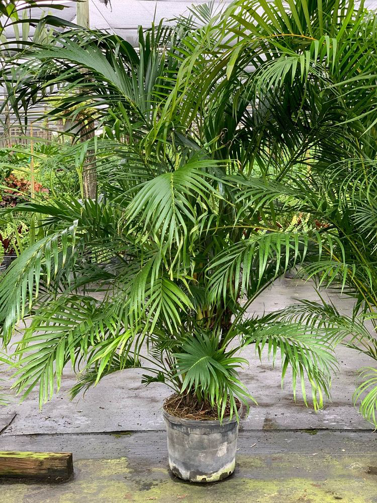 Cat Palm