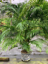 Cat Palm