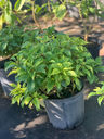 Musical Notes Plant