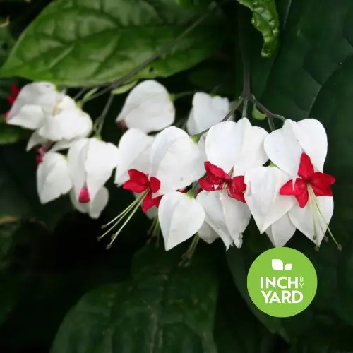 Bleeding Heart Vine (Clerodendrum thomsoniae)