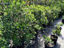 Dwarf Pitch Apple