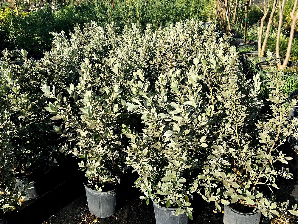 Silver Buttonwood