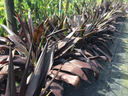 Ti Plant, 'Black Magic'