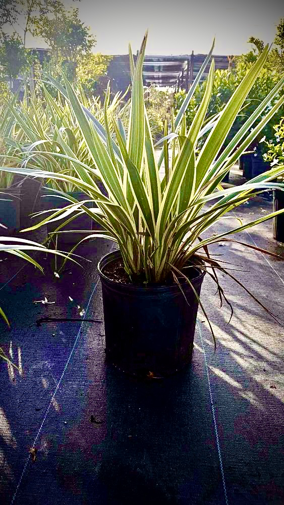Variegated Flax Lily (Dianella tasmanica 'Variegata')