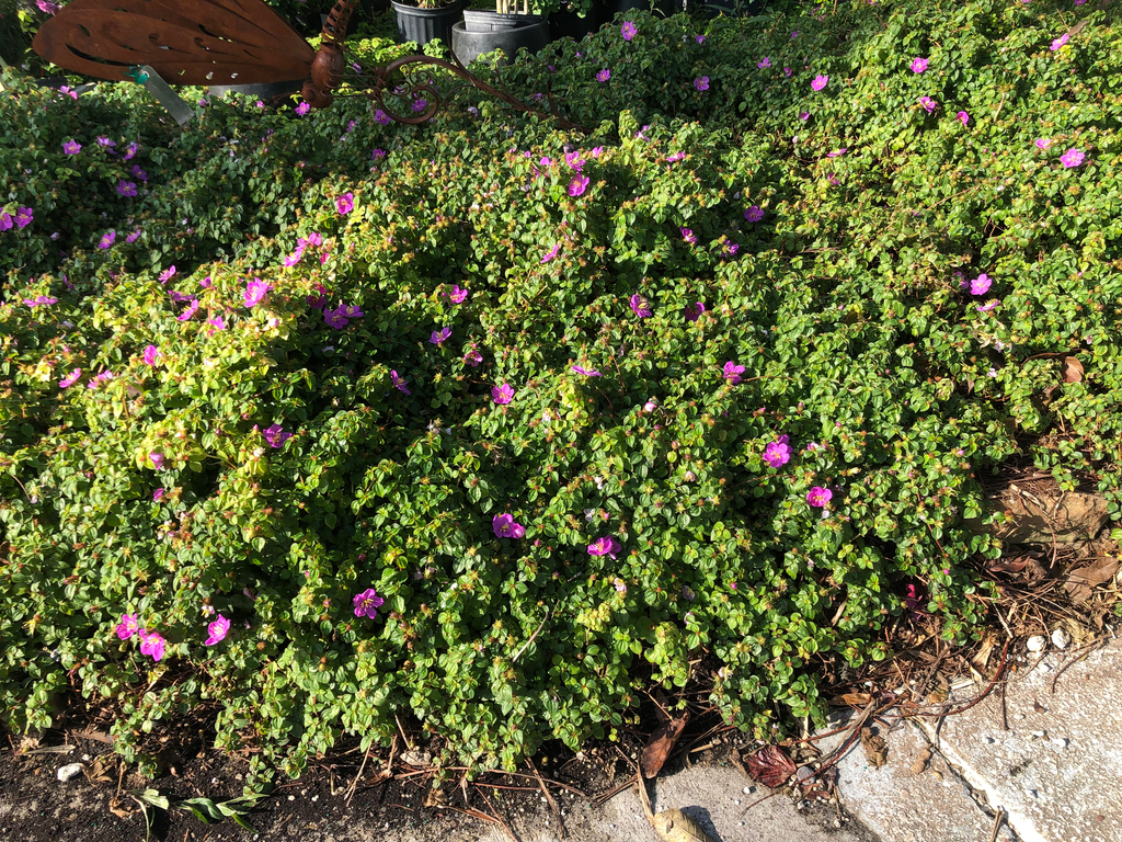 Trailing Tibouchina (Spanish Shawl)