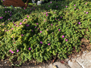 Trailing Tibouchina (Spanish Shawl)