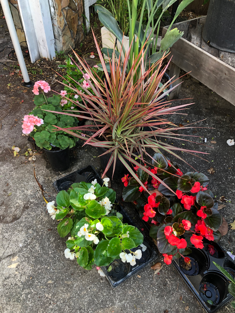 Colorama / Madagascar Dragon Tree (Dracaena marginata) (3 Gallon)