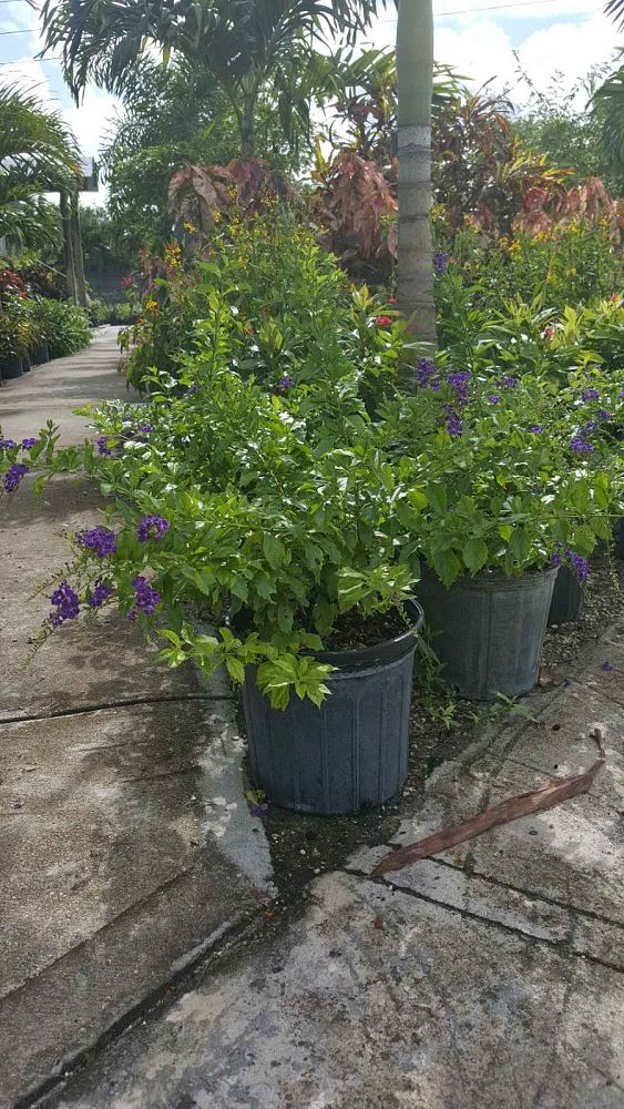 Golden Dewdrops 'Sapphire Shower' (Duranta Erecta)