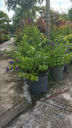 Golden Dewdrops 'Sapphire Shower' (Duranta Erecta)