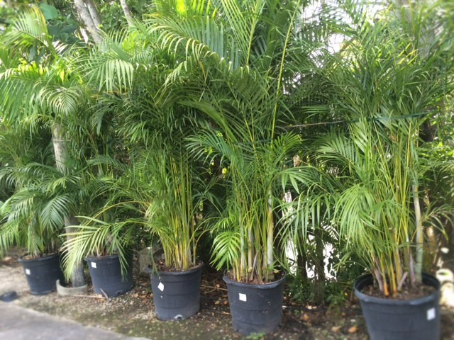 Areca Palm (Dypsis lutescens)