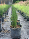 Horsetail (Equisetum spp.)