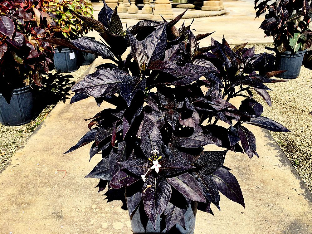 Black Bluebell (Eranthemum nigrum)