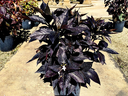 Black Bluebell (Eranthemum nigrum)