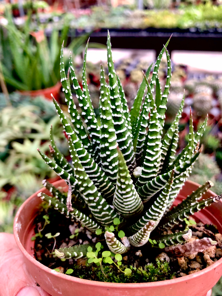 Haworthia Zebra