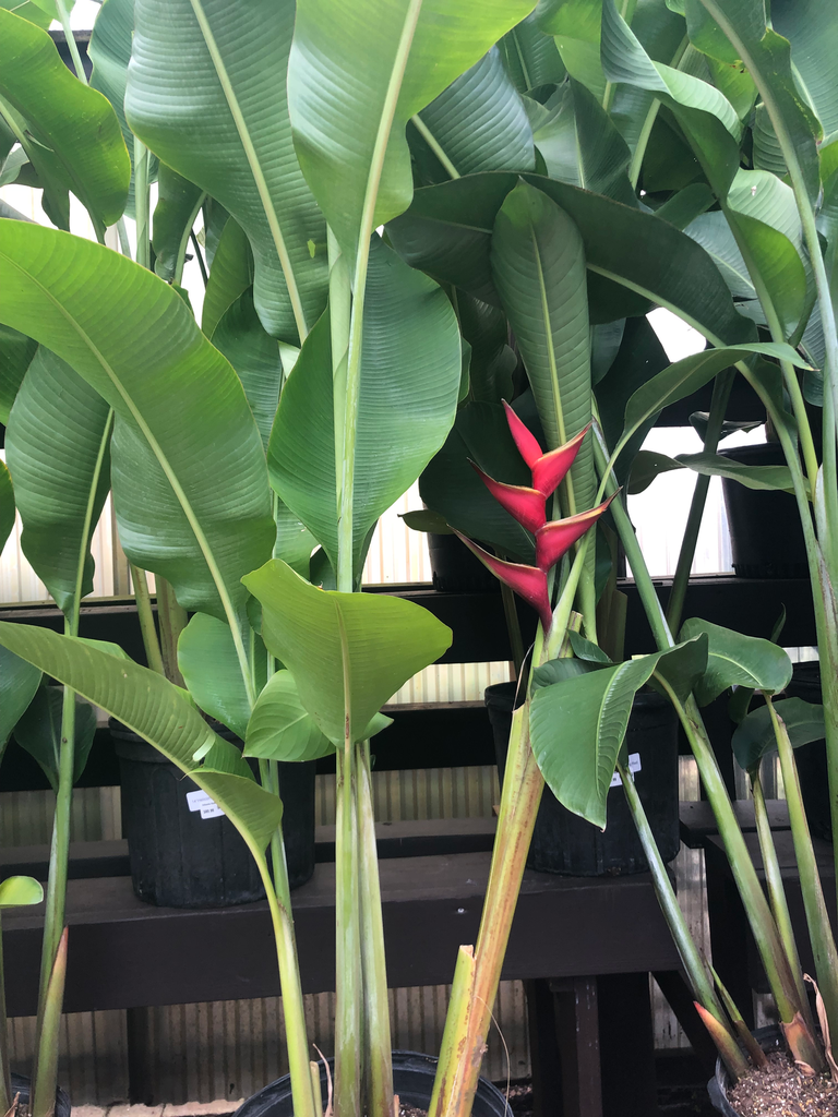 [Bloom Spr-Sum] Lobster Claw Heliconia