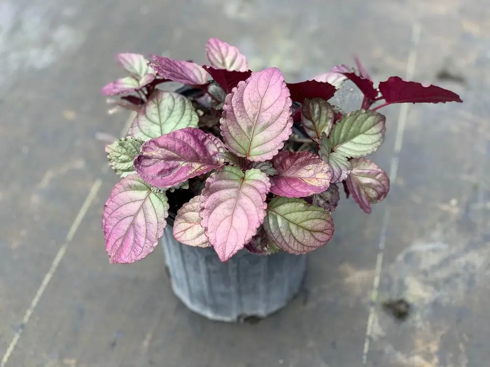 Purple Waffle Plant