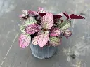 Purple Waffle Plant
