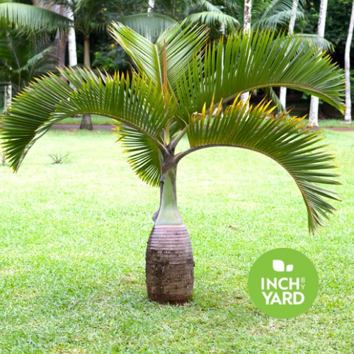 Bottle Palm