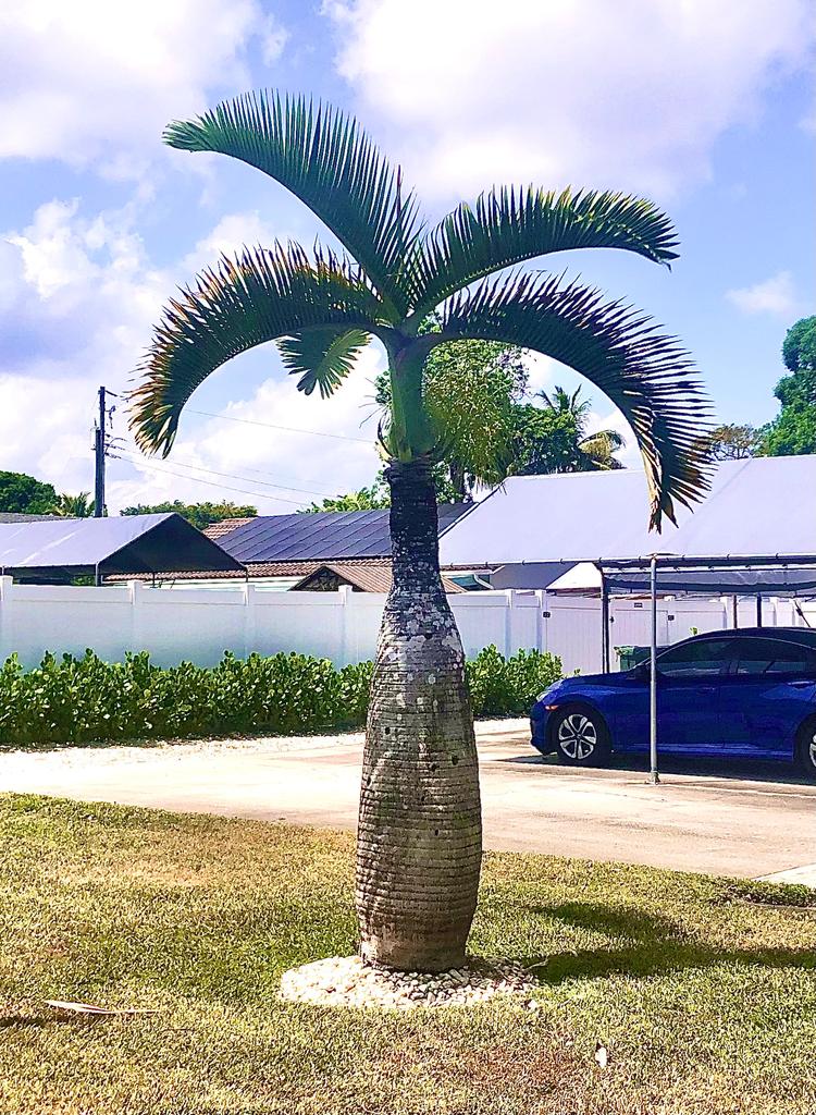 Bottle Palm