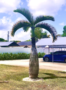 Bottle Palm