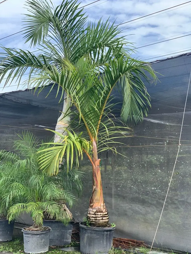 Mascarena Palm, Spindle Palm