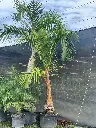 Mascarena Palm, Spindle Palm