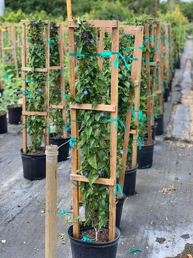 Skyblue Cluster Vine