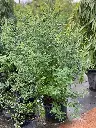Yellow Jasmine