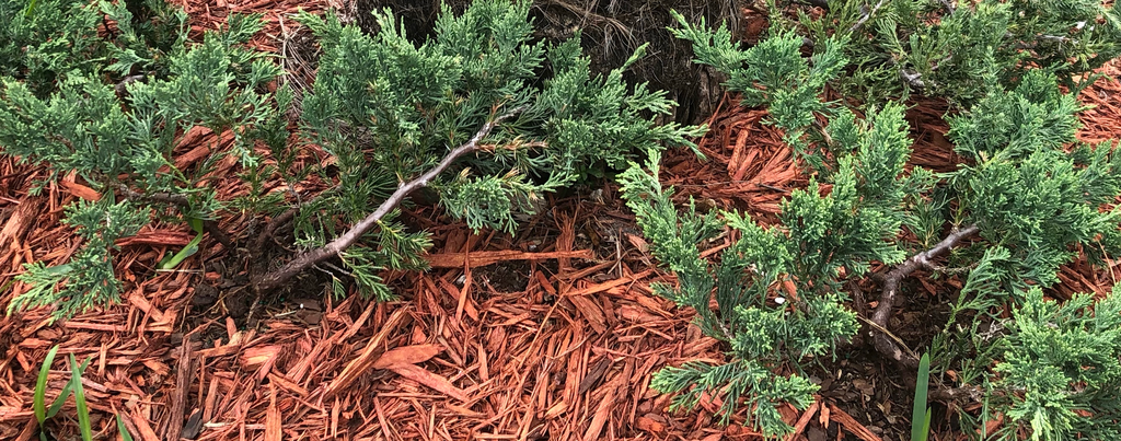 Blue Pacific Juniper