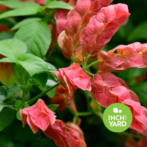 Red Shrimp Plant (Justicia brandegeana)